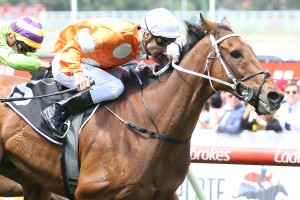Who Shot Thebarman, above, into the Melbourne Cup with his win in the Moonee Valley Gold Cup at The Valley. Photo by Ultimate Racing Photos. 