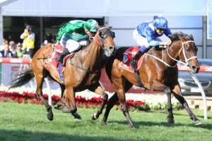 Winx, above in blue colours, holds off Humidor to win the 2017 Ladbrokes Cox Plate at The Valley. Photo by Ultimate Racing Photos. 