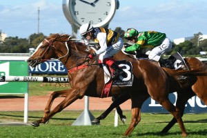 Gallic Chieftain, above, is the favourite for the Geelong Cup at Geelong. Photo by Steve Hart. 