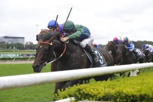Inference, above, will wear the blinkers for the first time in the Caulfield Cup. Photo by Steve Hart.