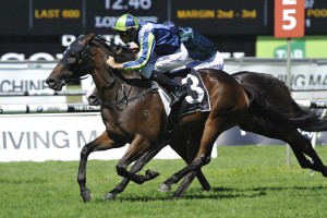 He's Our Rokkii, above, will be one of three Lindsay Park runners in the Caulfield Cup at Caulfield. Photo by Steve Hart.