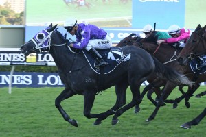 Foxplay, above, has been installed as the early favourite for the Tristarc Stakes at Caulfield. Photo by Steve Hart. 