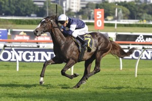 Gallante, above, is the top weight for the Geelong Cup at Geelong. Photo by Steve Hart. 