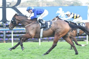 Damien Oliver will ride Happy Clapper, above, in the 2017 Ladbrokes Cox Plate at The Valley. Photo by Steve Hart.