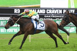 Classic Uniform, above, leads alll of the way to win the Craven Plate at Randwick. Photo by Steve Hart. 