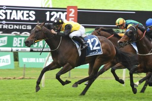 In Her Time, above, is solid in the betting for the Manikato Stakes at The Valley. Photo by Steve Hart.