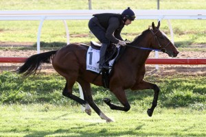 Irish stayer Wicklow Brave, above, will have to overcome a horror barrier in the Caulfield Cup. Photo by Ultimate Racing Photos. 