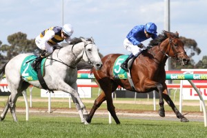 Grey Lion can go one better this year in the Geelong Cup after finishing second to Qewy, above, last year. Photo by Ultimate Racing Photos.