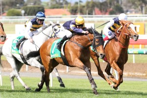 Vengeur Masque, above in navy blue colours with gold cap, scores a narrow win in the Geelong Cup at Geelong. Photo by Ultimate Racing Photos. 