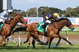 Vengeur Masque, above, has been given a 0.5kg penalty for the Melbourne Cup for his win in the Geelong Cup. Photo by Ultimate Racing Photos.