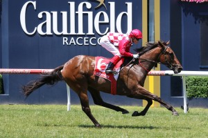 Hugh Bowman will ride Catchy, above, in the Coolmore Stud Stakes at Flemington. Photo by Ultimate Racing Photos. 