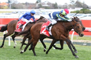 Merchant Navy, above in blue and green colours, has firmed in the betting for the 2017 Coolmore Stud Stakes at Flemington. Photo by Ultimate Racing Photos.