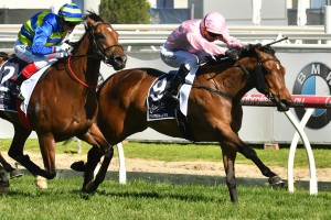 Formality, above in pink colours, is one of three Lindsay Park fillies in rhe 2017 Coolmore Stud Stakes at Flemington. Photo by  Ultimate Racing Photos.