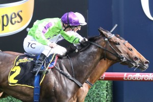 Global Glamour, above, is one of the top fancies in the Myer Classic at Flemington. Photo by Ultimate Racing Photos. 
