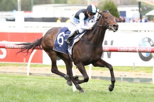 Pinot, above, can give Gai Waterhouse her first win in the VRC Oaks at Flemington. Photo by Ultimate Racing Photos.
