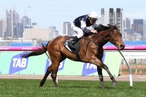 Trainer Darren Weir selects Almandin, above, as the horse to beat in the 2017 Melbourne Cup at Flemington. Photo by Ultimate Racing Photos. 