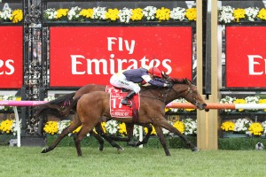 Frankie Dettori will ride Almandin, above, in the 2017 Melbourne Cup at Flemington. Photo by Ultimate Racing Photos.