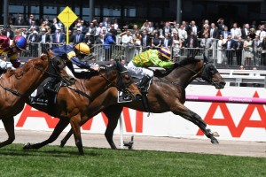 Cismontane, above in pale green colours, is into the Melbourne Cup after winning the Lexus Stakes at Flemington. Photo by Steve Hart.
