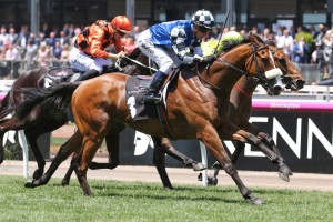 Mr Garcia, above, picked up some travelling expenses for German trainer Andrea Wohler with his win in the Twitter Trophy at Flemington. Photo by Ultimate Racing Photos.