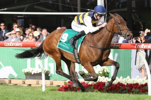 Aloisia, above, will start the short priced favourite for the VRC Oaks at Flemington. Photo by Ultimate Racing Photos. 