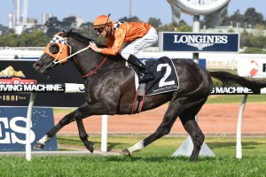 Ace High, above, is the ruling favourite for the 2017 Victoria Derby at Flemington. Photo by Steve Hart.