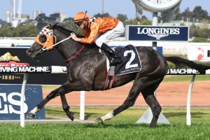 Ace HIgh, above, is the equal favourite for the 2017 Victoria Derby at Flemington. Photo by Steve Hart.
