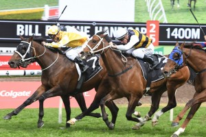 Tom Melbourne, above with white cap, is one of 6 Chris Waller trained runners in the Kennedy Mile at Flemington. Photo by Steve Hart.  